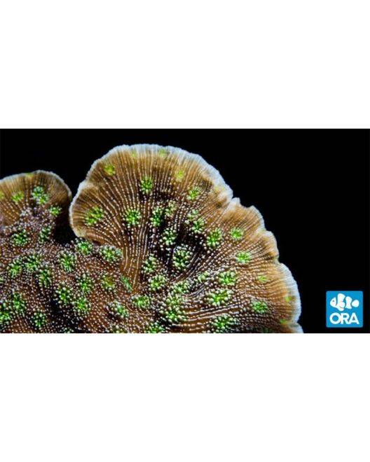 ORA Sprung's Stunner Coral
