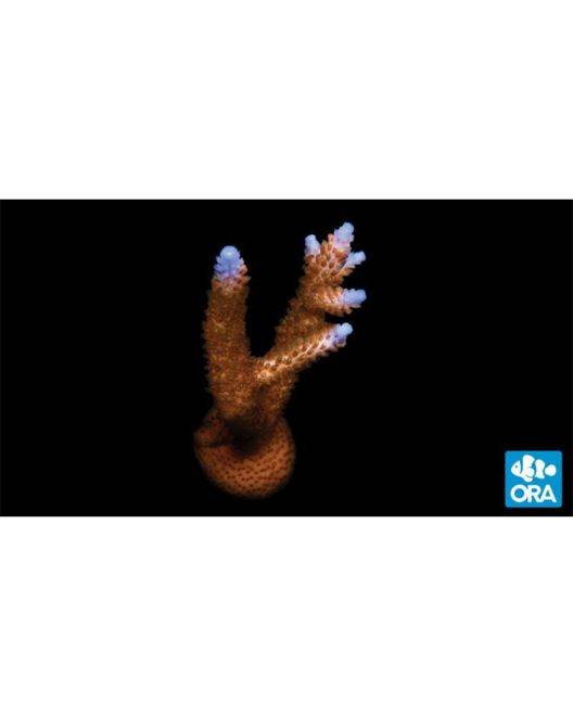 ORA Stuber Acropora Coral