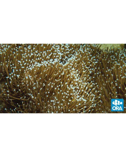 ORA Sarcophyton Toadstool Leather Coral