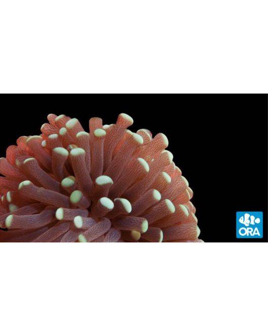 ORA Micronesian Torch Coral