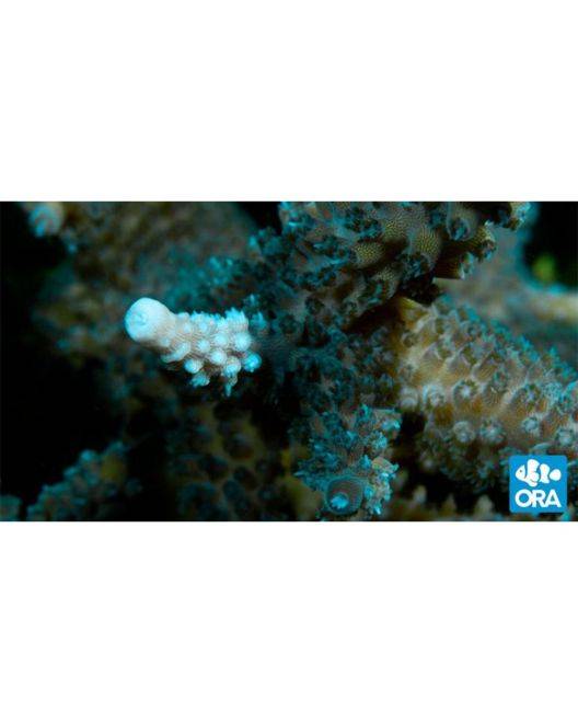 ORA Turquoise Acropora Coral