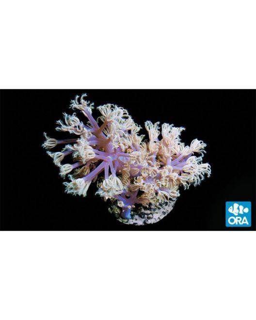 ORA Vargas Cespitularia Coral