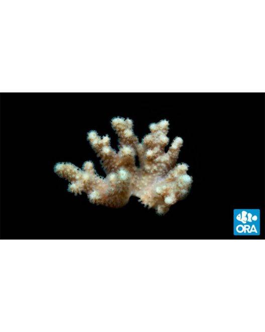 ORA Yellow Polyp Sinularia Finger Leather Coral