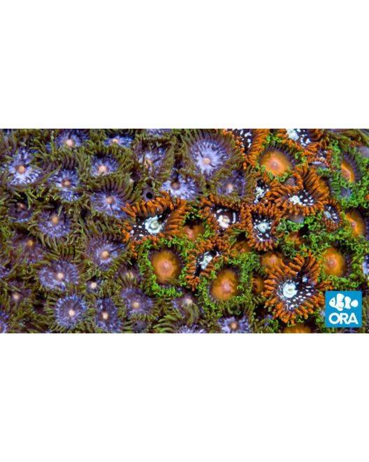 ORA Zoanthid Sea Mat