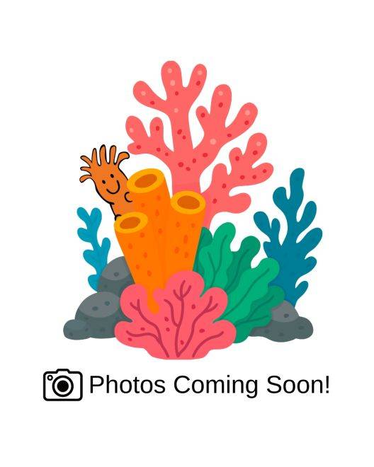 ORA Skinny Miami Acropora Coral