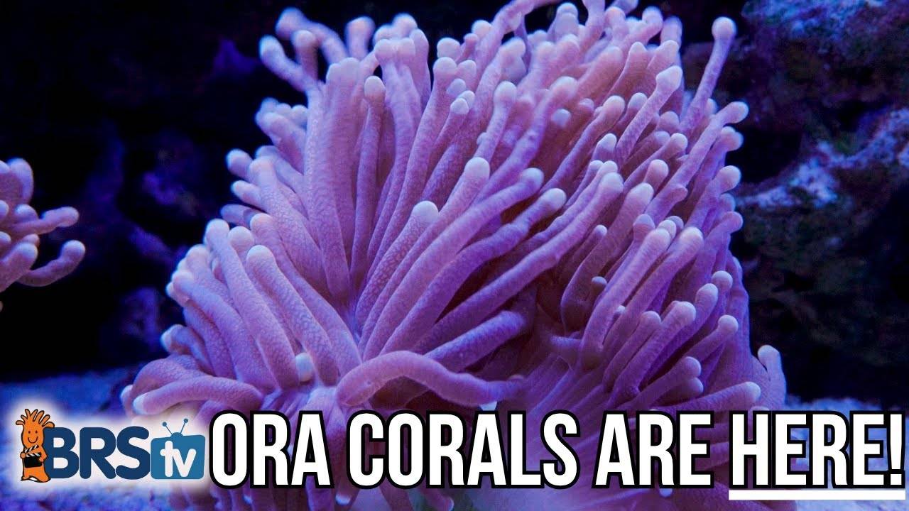 澳洲168网(幸运体彩5)开奖官方网站 Introducing ORA Corals: Hardy, Sustainable, and Ready to Thrive