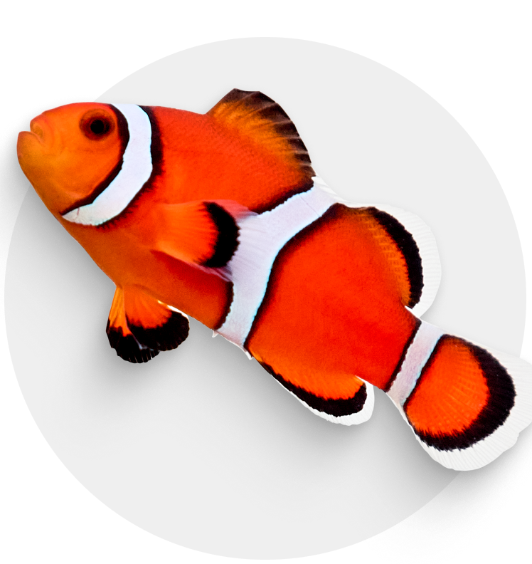 Live Fish & Coral